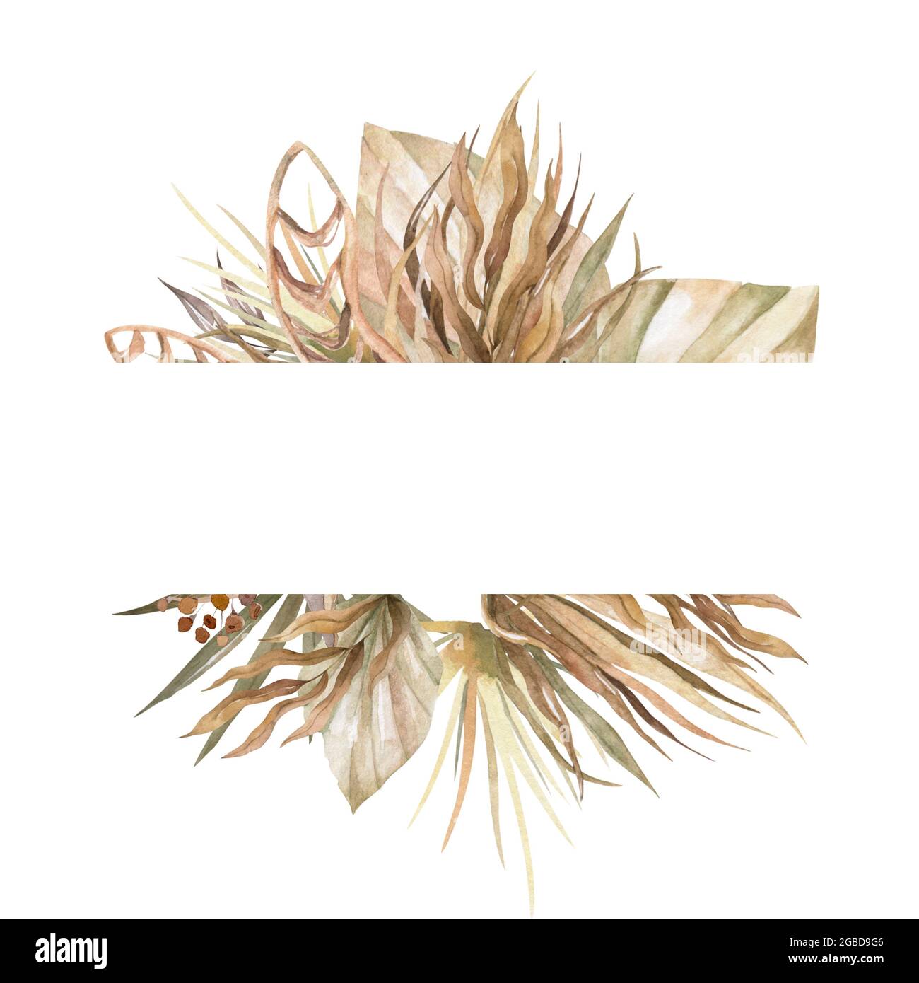 kaktus cereus Cereus peruvianus forbesii cv. Spiralis main image 1
