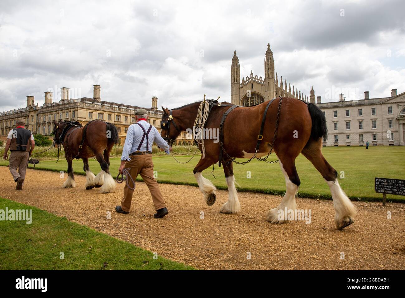 Das Bild vom 2. August zeigt Shire-Pferde beim Ernten der Wildblumenwiese am kingÕs College Cambridge am Montag. Die herrliche Wildblumenwiese am kingÕs College in Cambridge wurde heute (Mon) C traditionell mit Hilfe von zwei Shire-Pferden geerntet. Es sah aus wie eine Szene aus einem Gemälde von John Constable heute Morgen, als die beiden schweren Pferde halfen, die neue Wiese zu schneiden, die vor kurzem den berühmten gepflegten Rasen von collegeÕs ersetzte. Später in der Woche werden die Pferde das Heu auf einem traditionellen Wachmann wenden und karren, wobei die Ballen verwendet werden, um mehr Wildblumenwiesen über das zu schaffen Stockfoto