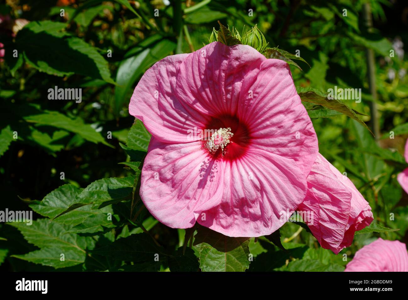 Rosafarbener Hibiskus, Nahaufnahme, grün belaubter Hintergrund, Garten, Kulturblume, Strauch, Pflanze, Malvaceae, Natur, PA, Pennsylvania, USA, PR Stockfoto