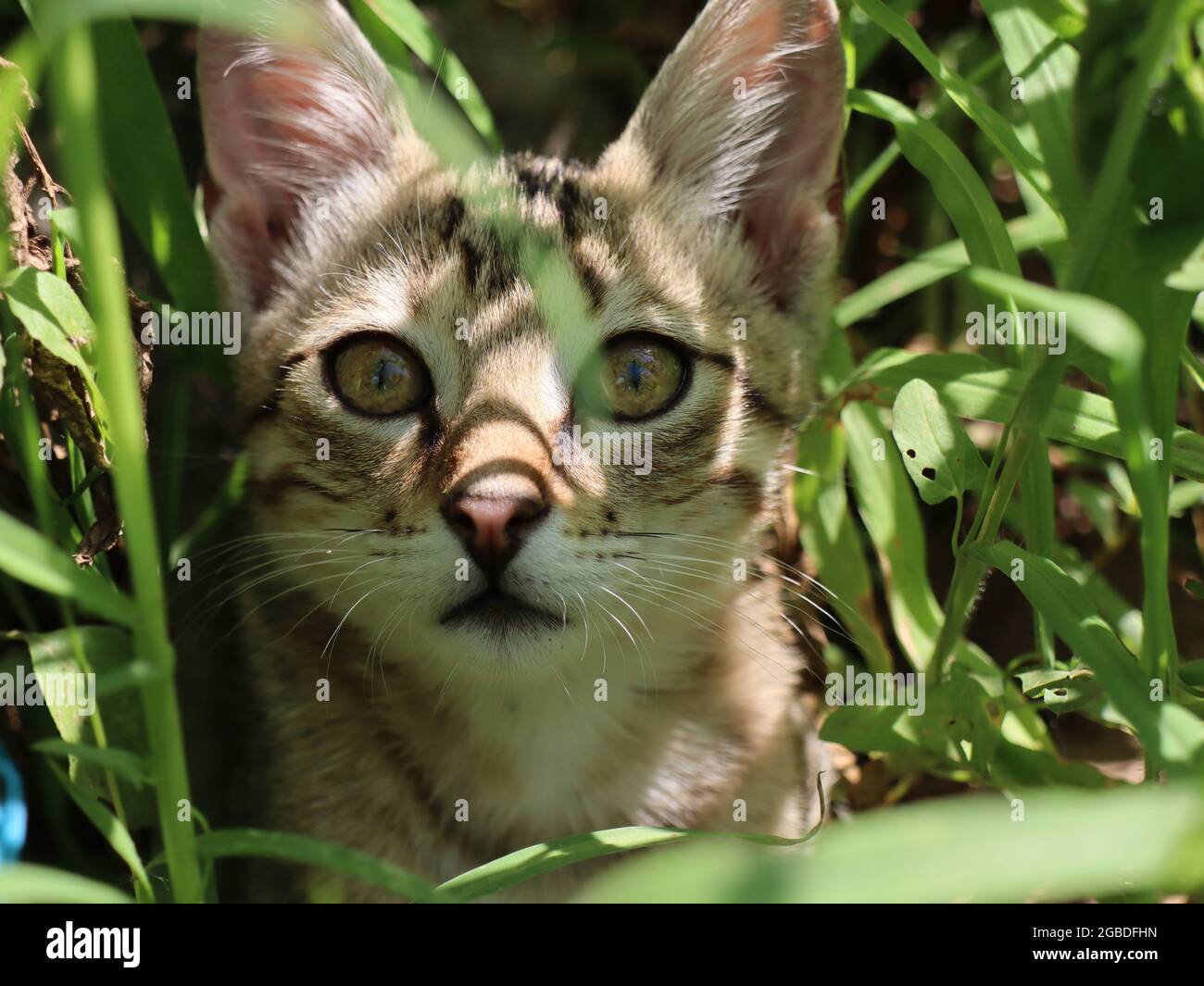 Nahaufnahme einer schönen gestreiften flauschigen Katze im Garten Stockfoto