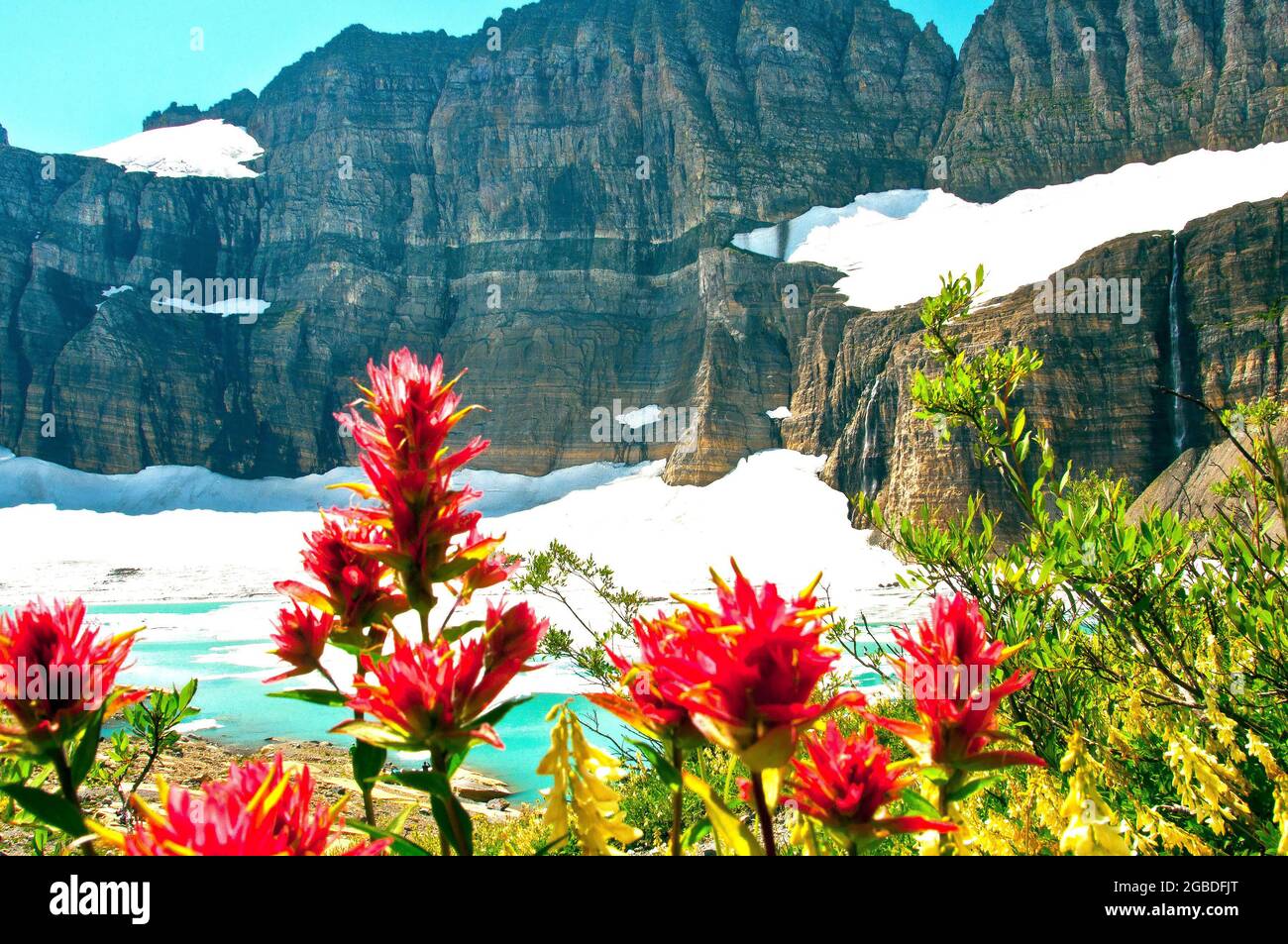 Wildblumen am Upper Grinnell Lake, Many Glacier, Glacier National Park, Montana Stockfoto