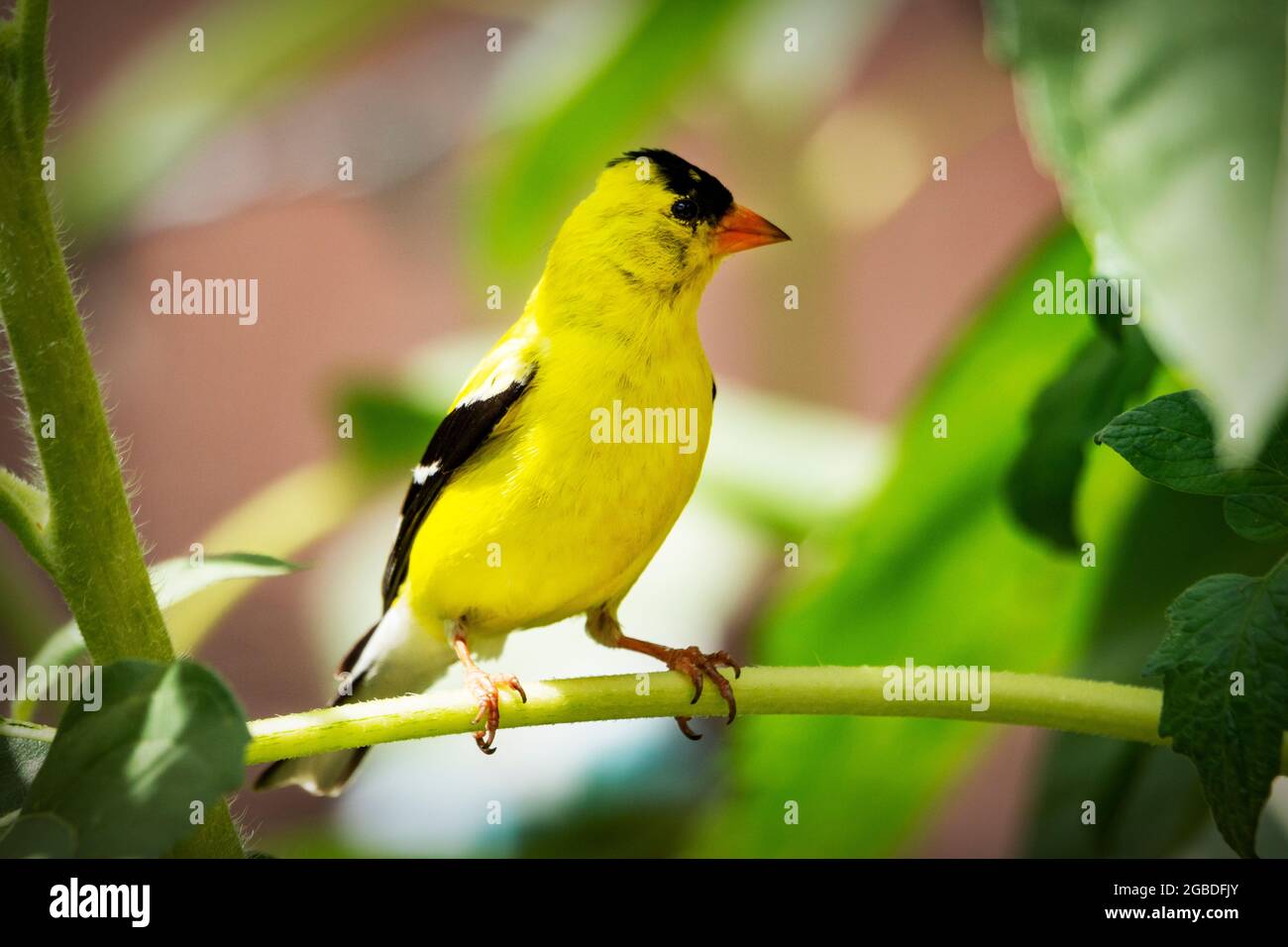 Ein amerikanischer Goldfink steht auf einem Sonnenblumenzweig in einem Hinterhofgarten. Stockfoto