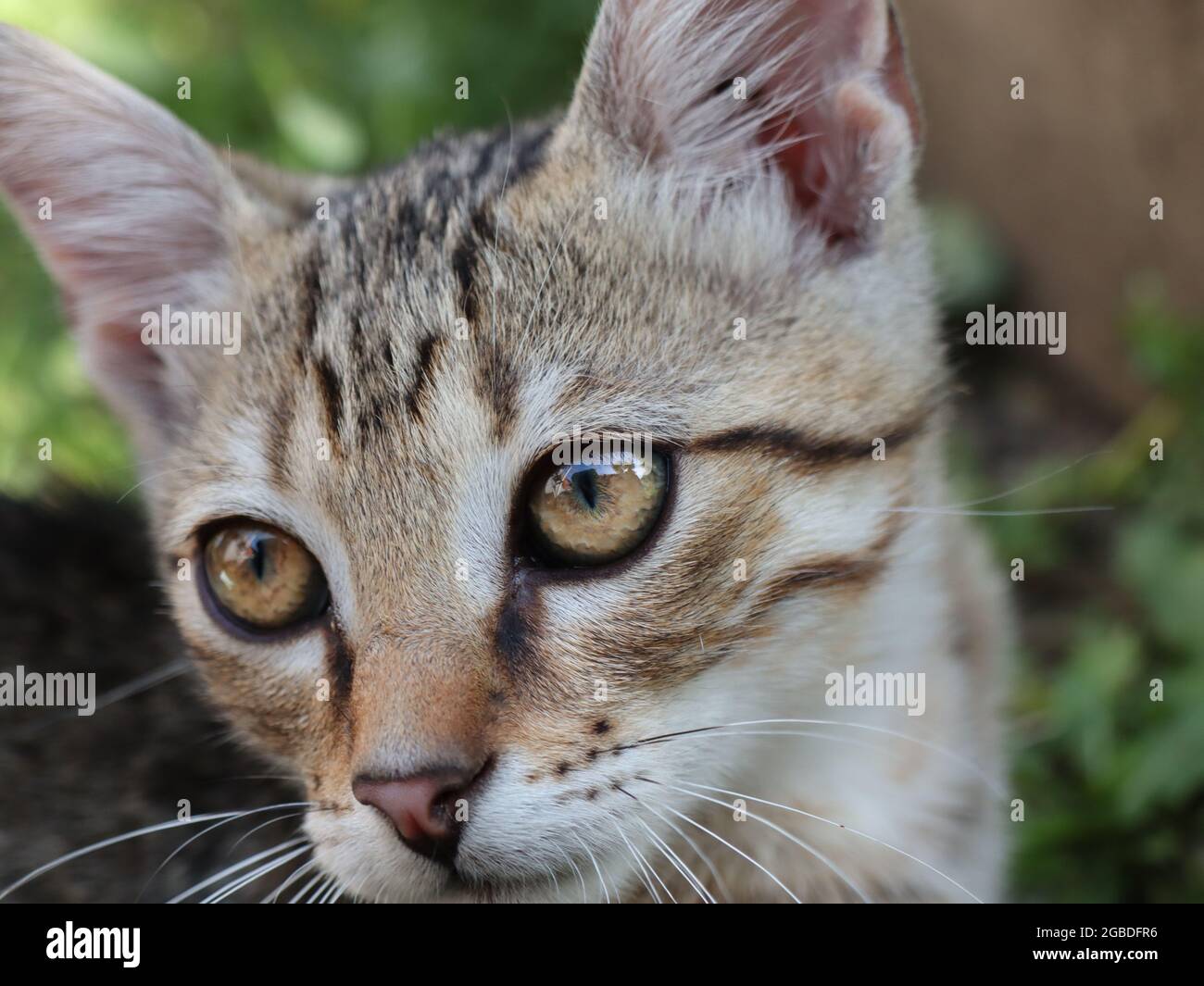 Nahaufnahme einer schönen gestreiften flauschigen Katze im Garten Stockfoto