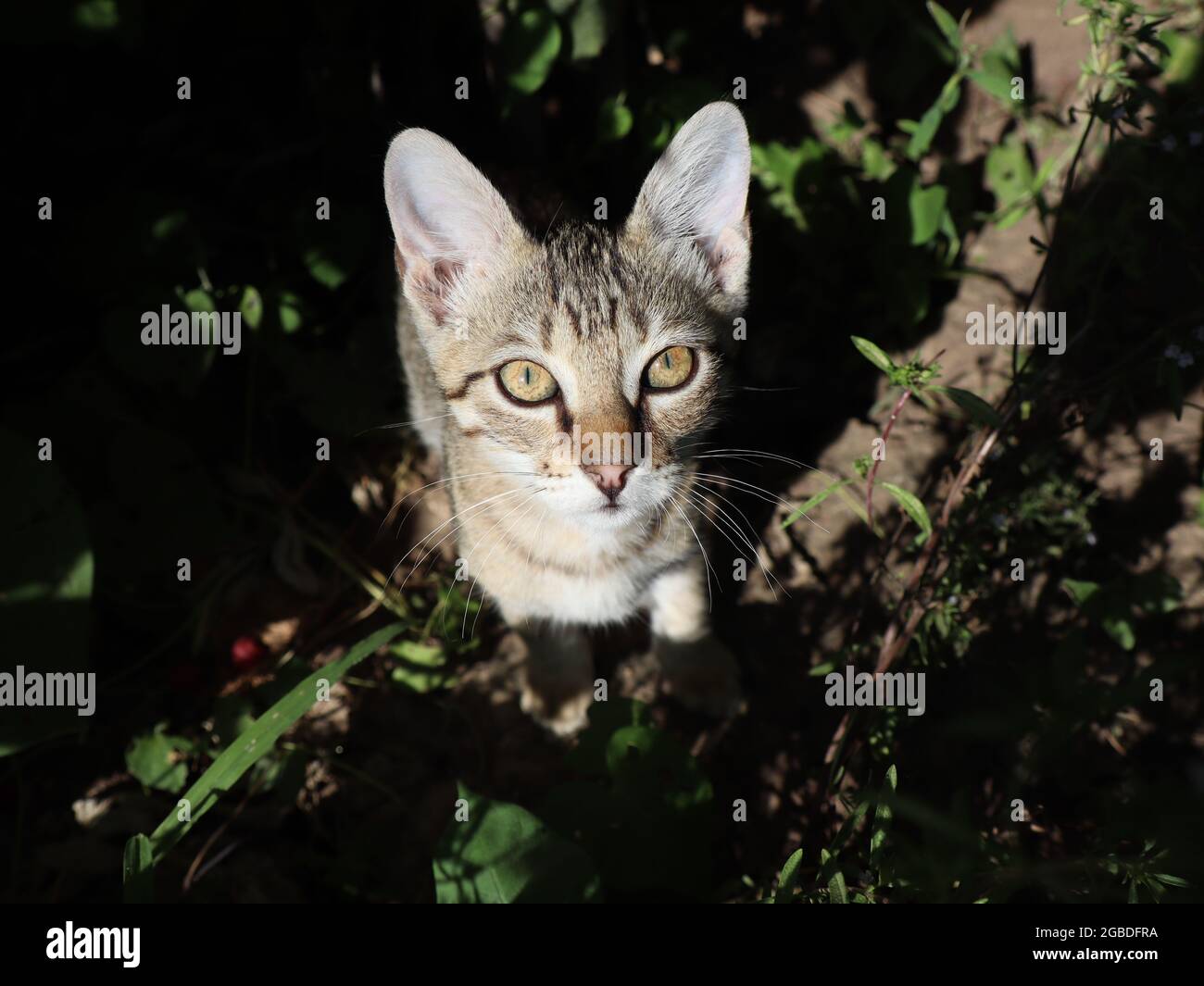 Nahaufnahme einer schönen gestreiften flauschigen Katze im Garten Stockfoto