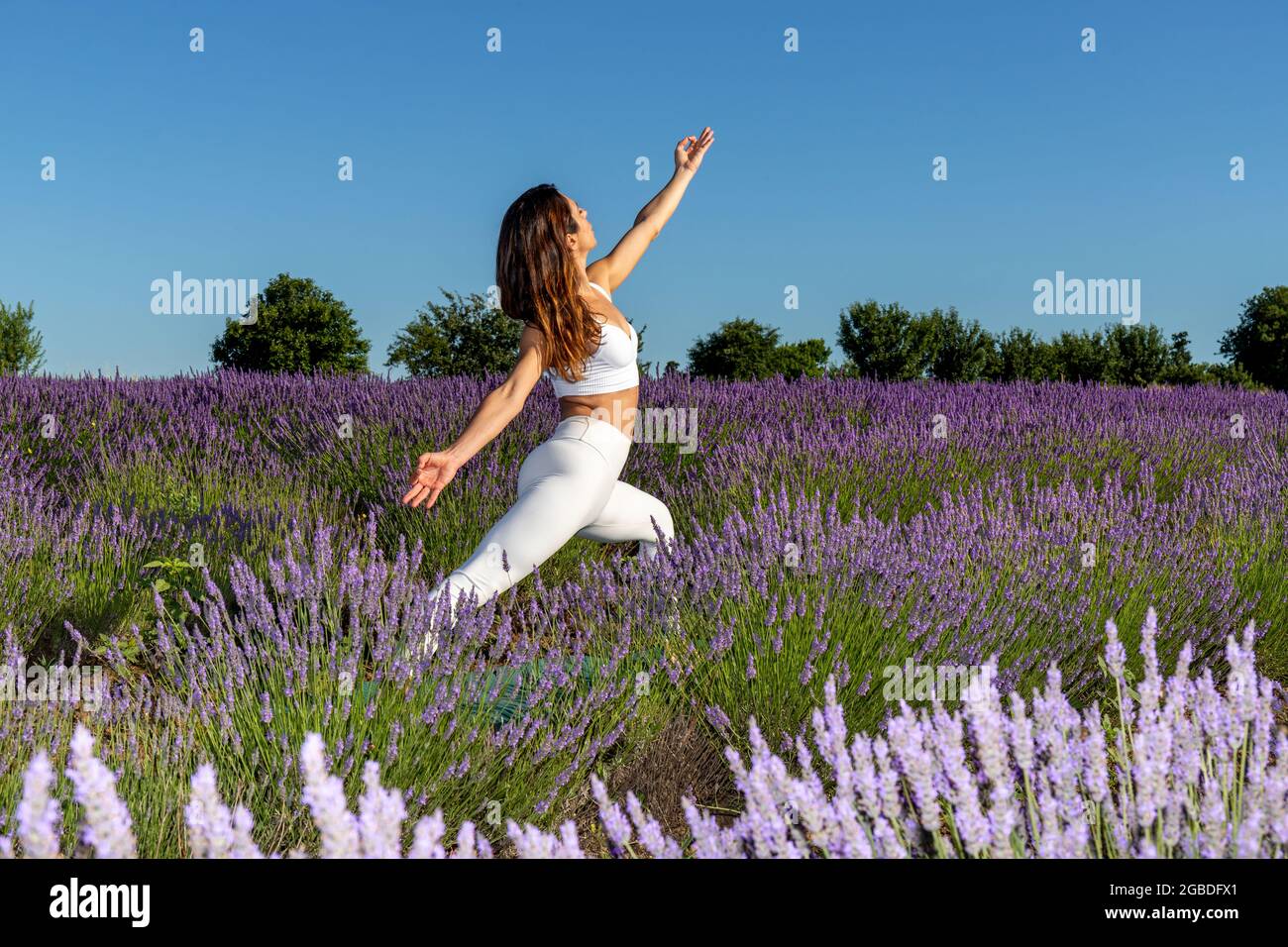 Krieger Yoga Pose in einem blühenden Lavendelfeld. Eine Frau mit langen braunen Haaren streckt die Vorderseite ihres Körpers, um ihre Beine, ihren Rumpf und ihren Rücken zu stärken. Stockfoto