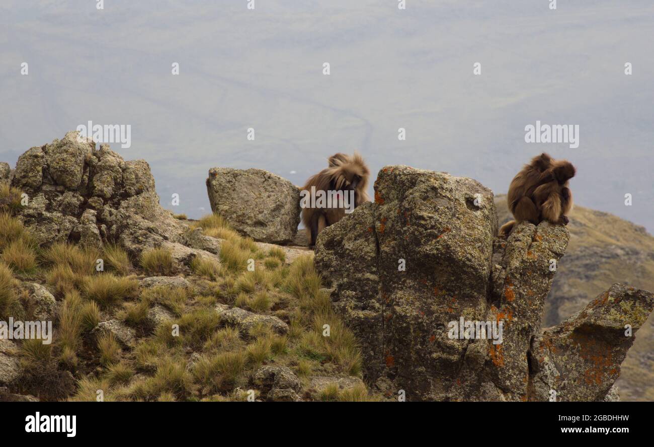 Gruppenporträt des Gelada-Affen (Thermopithecus gelada), der auf dem Berg Simien Mountains, Äthiopien, sitzt. Stockfoto