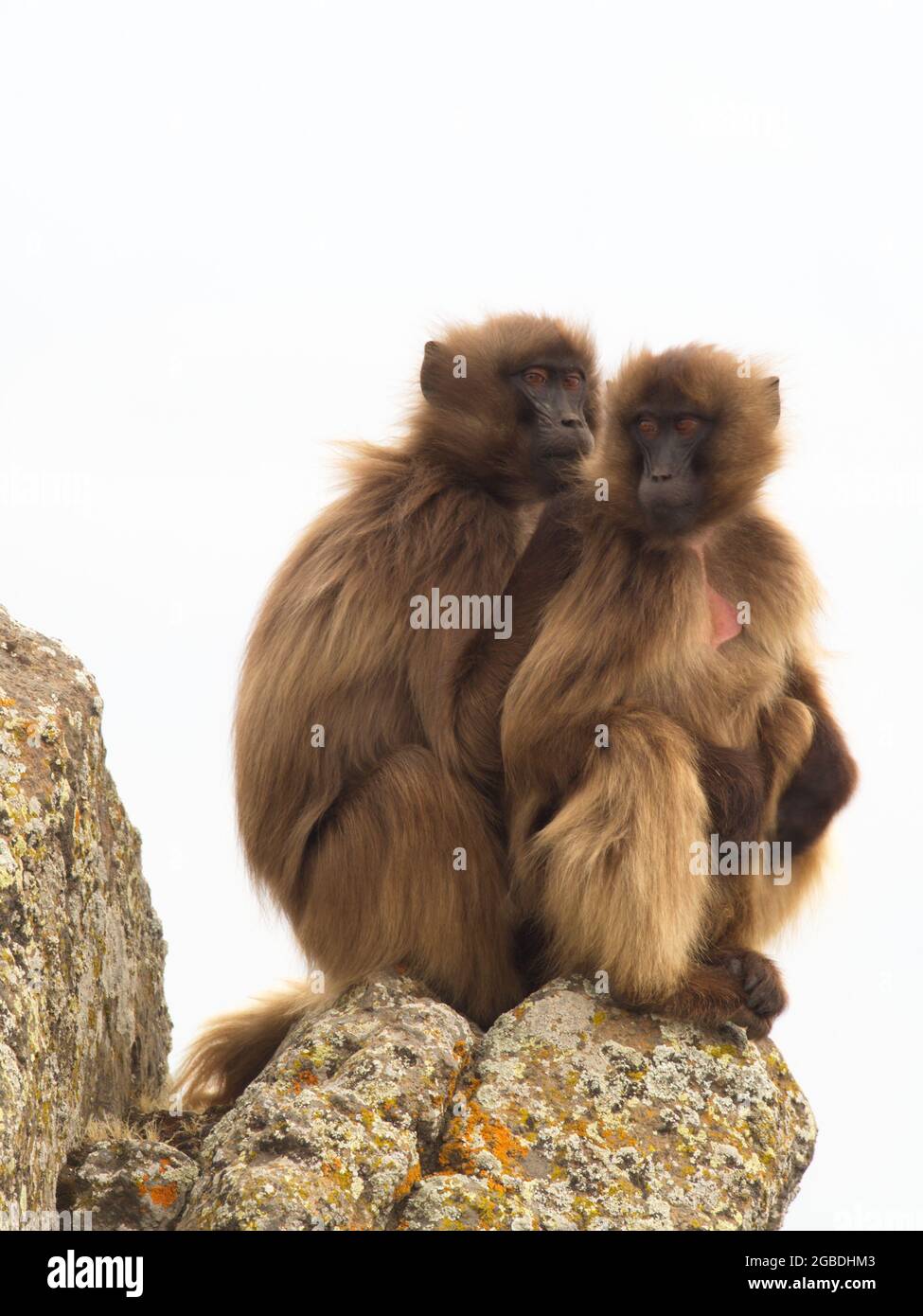 Nahaufnahme Porträt zweier Gelada-Affen (Thermopithecus gelada), die auf einem Berg sitzen und Simien Mountains, Äthiopien, kuscheln. Stockfoto