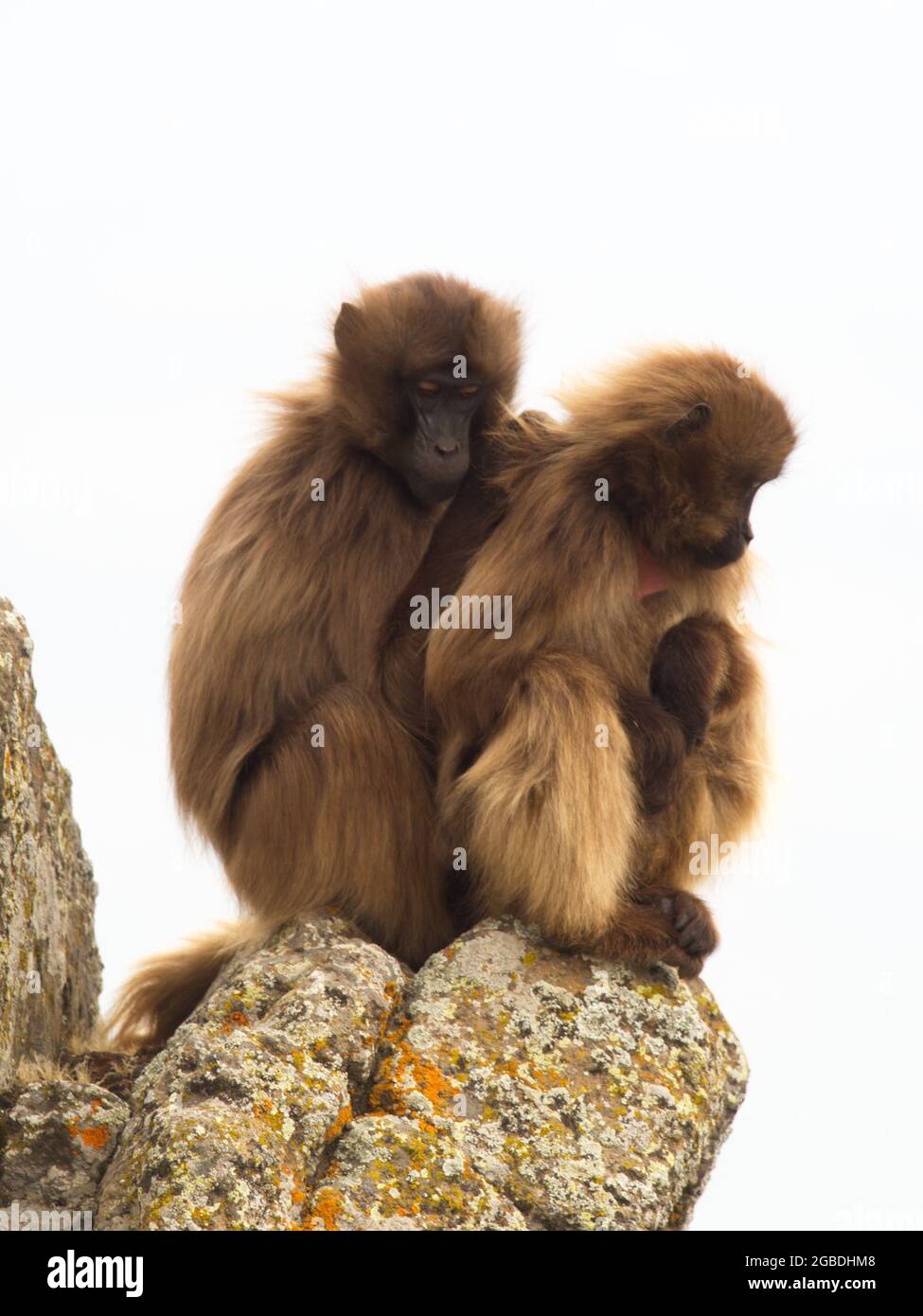Nahaufnahme Porträt zweier Gelada-Affen (Thermopithecus gelada), die zusammen Simien Mountains, Äthiopien, kuscheln. Stockfoto