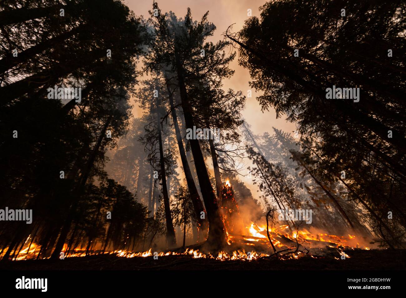 Heugabel, USA. August 2021. Am 1. August 2021 brennen Zedernbäume und andere Laubbäume während des McFarland Wildfire in der Nähe von Hayfork, CA. Das Feuer wurde nach Angaben der Beamten durch Blitzschlag verursacht. (Foto: Daniel Brown/Sipa USA) Quelle: SIPA USA/Alamy Live News Stockfoto