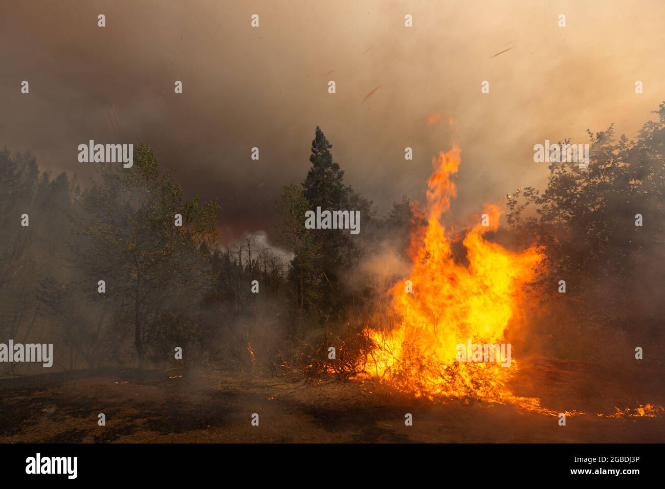 Heugabel, USA. August 2021. Ein Baum entzündet sich am 1. August 2021 während des McFarland Wildfire in der Nähe von hayfork, CA. (Foto: Daniel Brown/Sipa USA) Quelle: SIPA USA/Alamy Live News Stockfoto