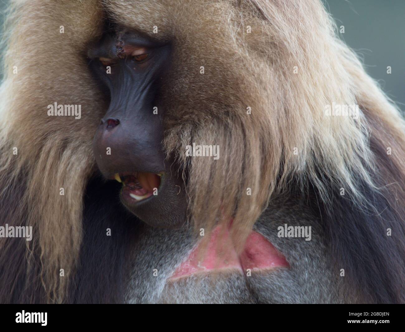 Extreme Nahaufnahme eines erwachsenen Gelada-Affen (Thermopithecus gelada) Gesicht, das direkt auf die Kamera blickt und Zähne zeigt, Simien Mountains, Äthiopien. Stockfoto