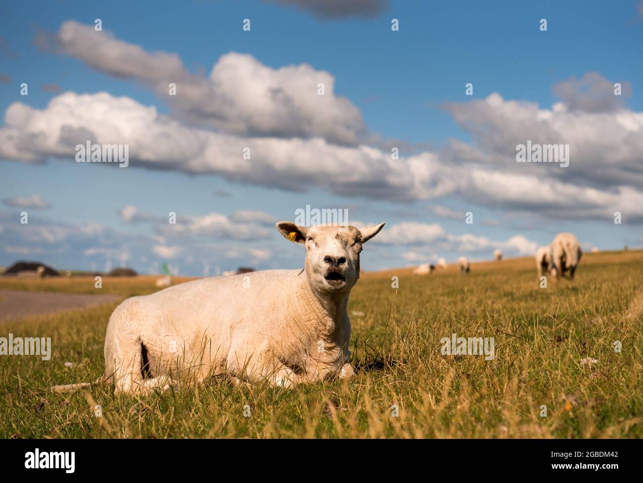 Elisabeth Sophien Koog, Deutschland. August 2021. Schafe liegen auf dem Deich auf der Halbinsel Nordstrand an der Nordsee. Quelle: Daniel Bockwoldt/dpa/Alamy Live News Stockfoto