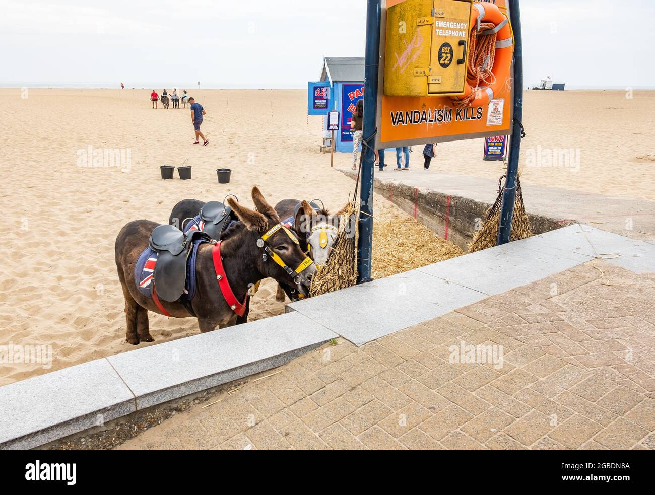 Great Yarmouth, Norfolk, Großbritannien – Juli 12 2021. Esel für Eselsfahrten am Strand beim Essen während der Wartezeit auf Kunden verwendet Stockfoto