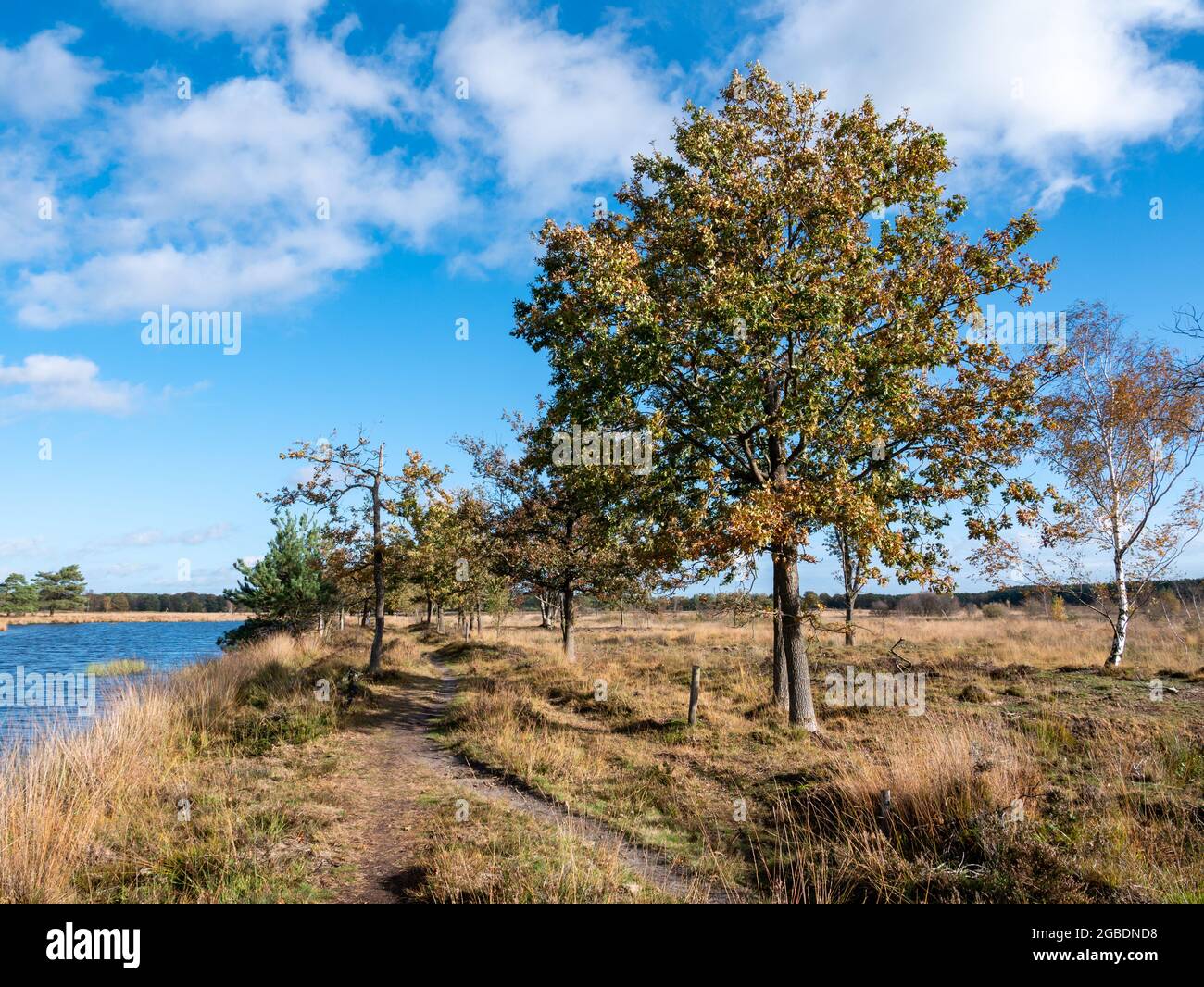Fußweg, Moorgras und Wasserbecken in der sumpfigen Moorlandschaft des Nationalparks Dwingelderveld, Drenthe, Niederlande Stockfoto