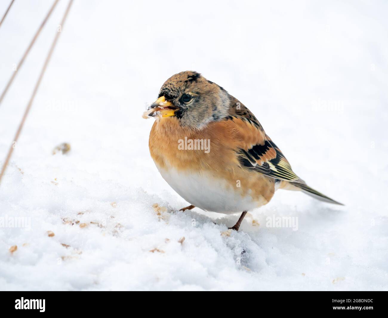 Brambling, Fringilla montifringilla, Männchen im Wintergefieder, das Samen im Schnee füttert, Niederlande Stockfoto