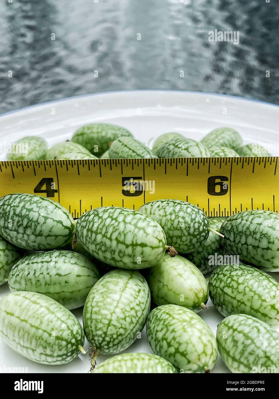 Cucamelon oder mexikanische Sour Gherkin Gurken frisch gepflückt. Diese sind Traubengröße, saure Gurken, sehr einzigartig. Stockfoto