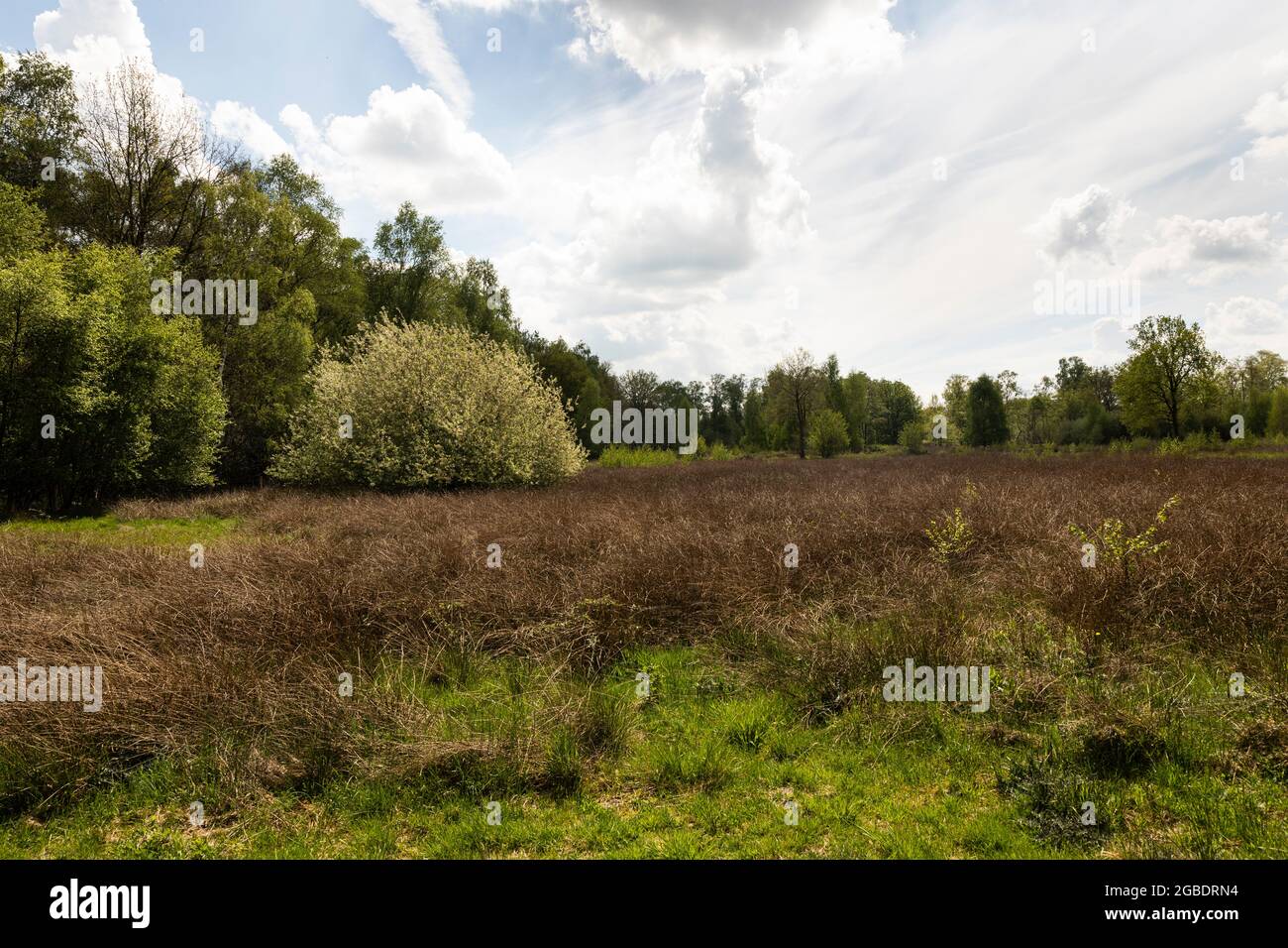 Moorland auf Torfgebiet De Peel, niederländische Landschaft in den Niederlanden im Frühjahr mit schönen grünen Gras, Heidekraut, Bäumen und Grün auf einem bewölkten Stockfoto
