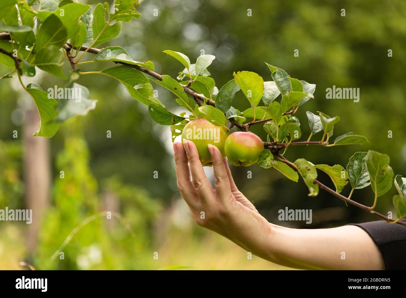 Weibliche Hand pflücken einen reifen frischen Apfel von einem Apfelbaum genießen ihre gesunde vegane Lebensweise, während sie von Grün und Bäumen auf einem sonnigen umgeben Stockfoto