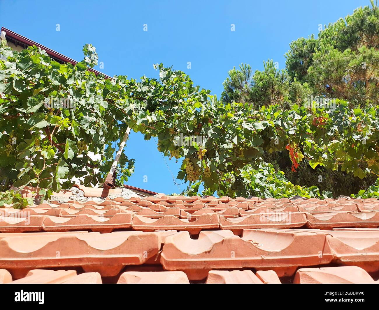 Große Krümel von Trauben hängen von den Zweigen über dem Dach des Hauses. Die Früchte sind groß und reifen bald in der warmen Sommersonne. Stockfoto