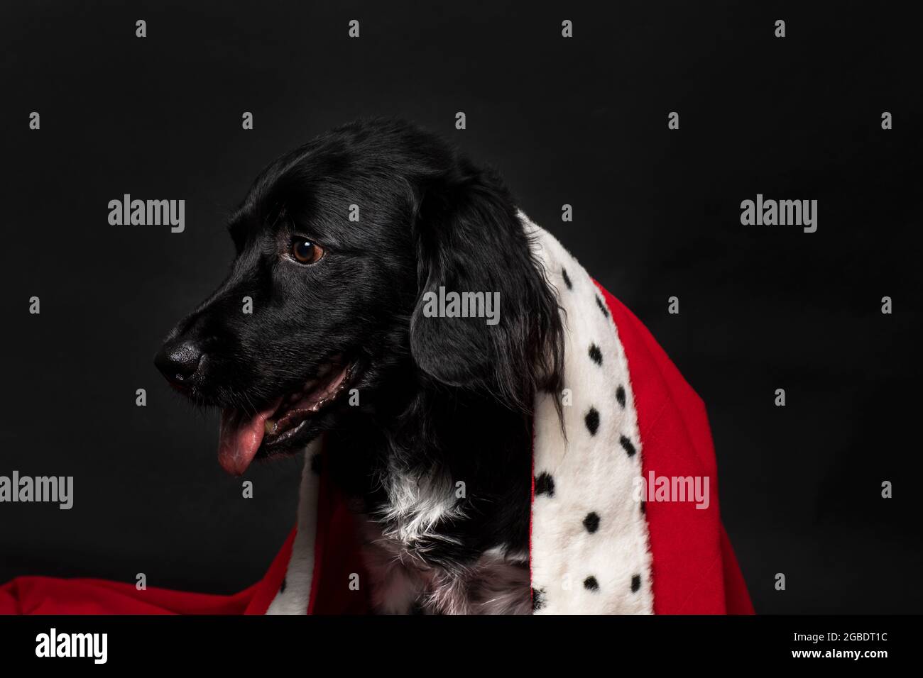 Royal stayhoun Hund trägt einen roten Mantel auf einem dunkelschwarzen Hintergrund. Ein Porträt eines niedlichen aussehenden Hündchen, der mit seiner Zunge nach links schaut. Stockfoto