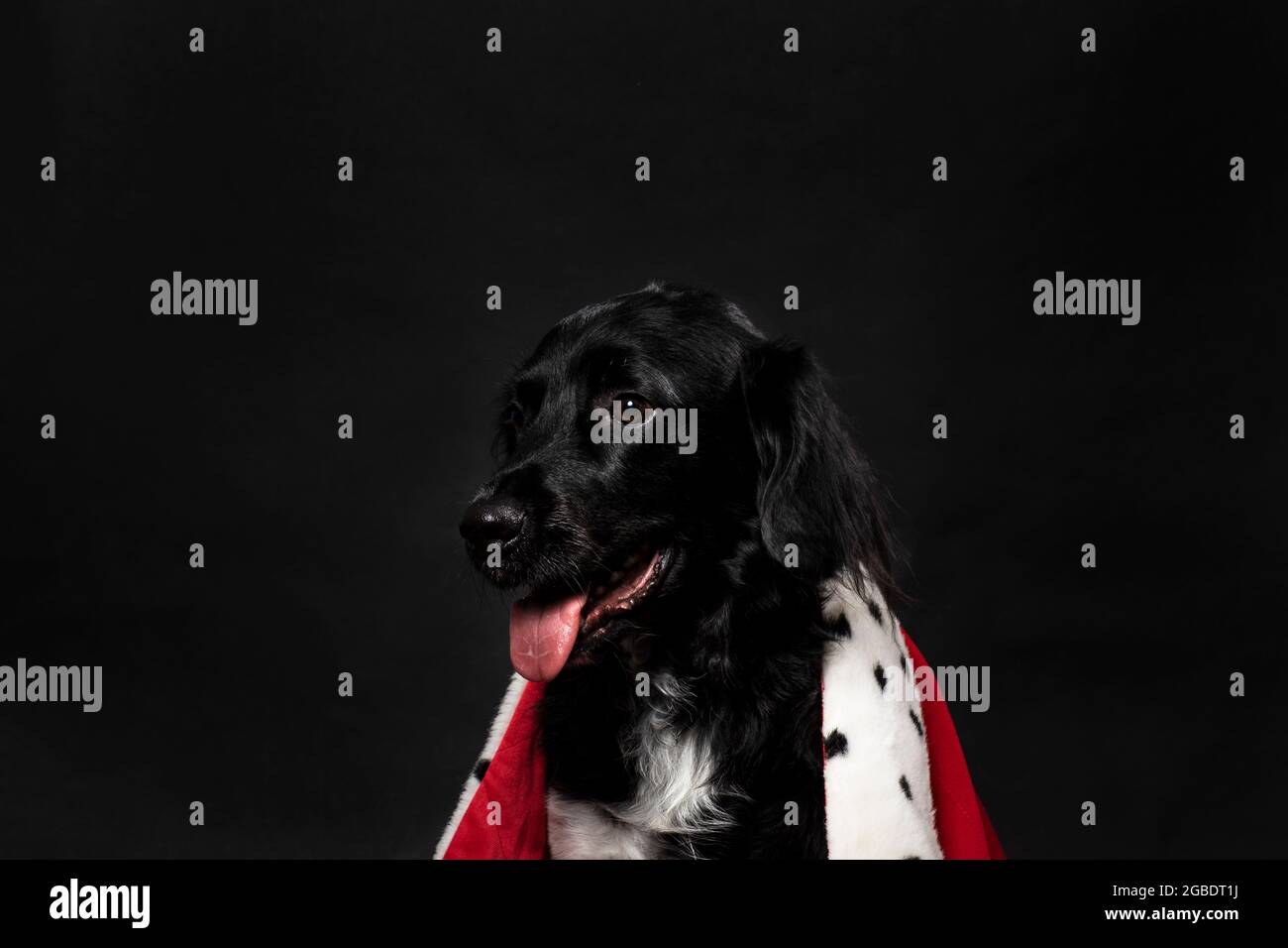 Royal stayhoun Hund trägt einen roten Mantel auf einem dunkelschwarzen Hintergrund. Ein Porträt eines niedlichen holländischen Hundes, der mit seiner tong leicht nach links schaut Stockfoto