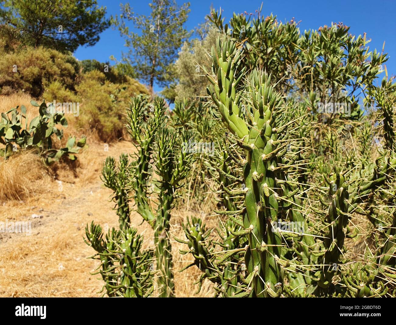 Kakteen, die in einem Land mit heißem Klima wachsen. Schöne, große und dornige Pflanzen. Stockfoto