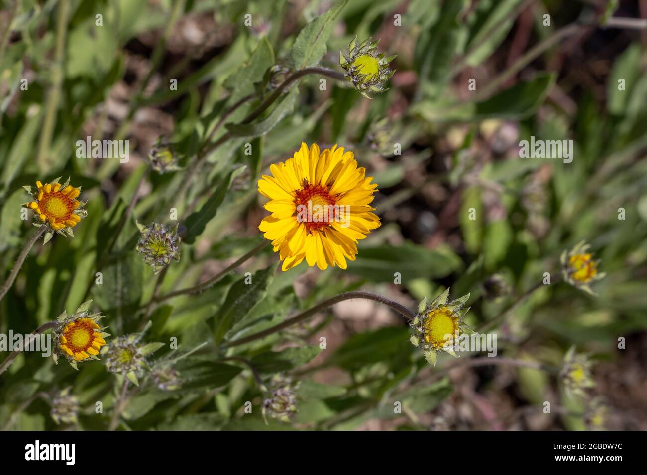 Eine Blumendecke in Blüte Stockfoto