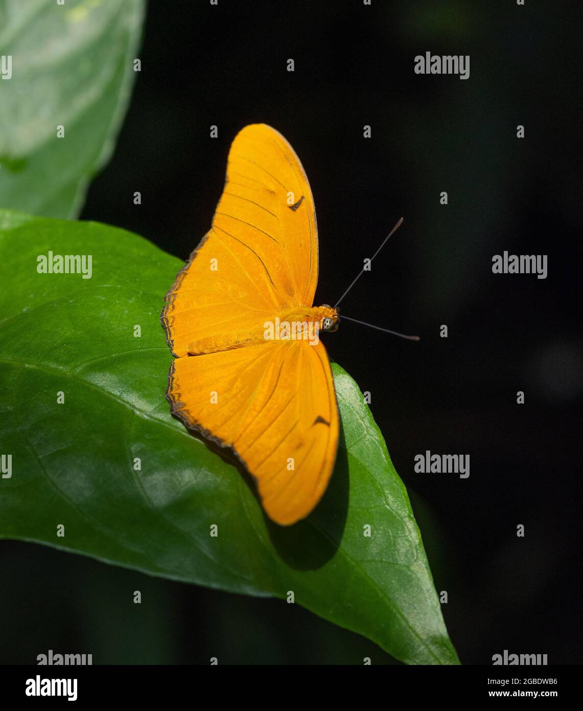 Julia Butterfly Dryas Heliconian Stockfoto