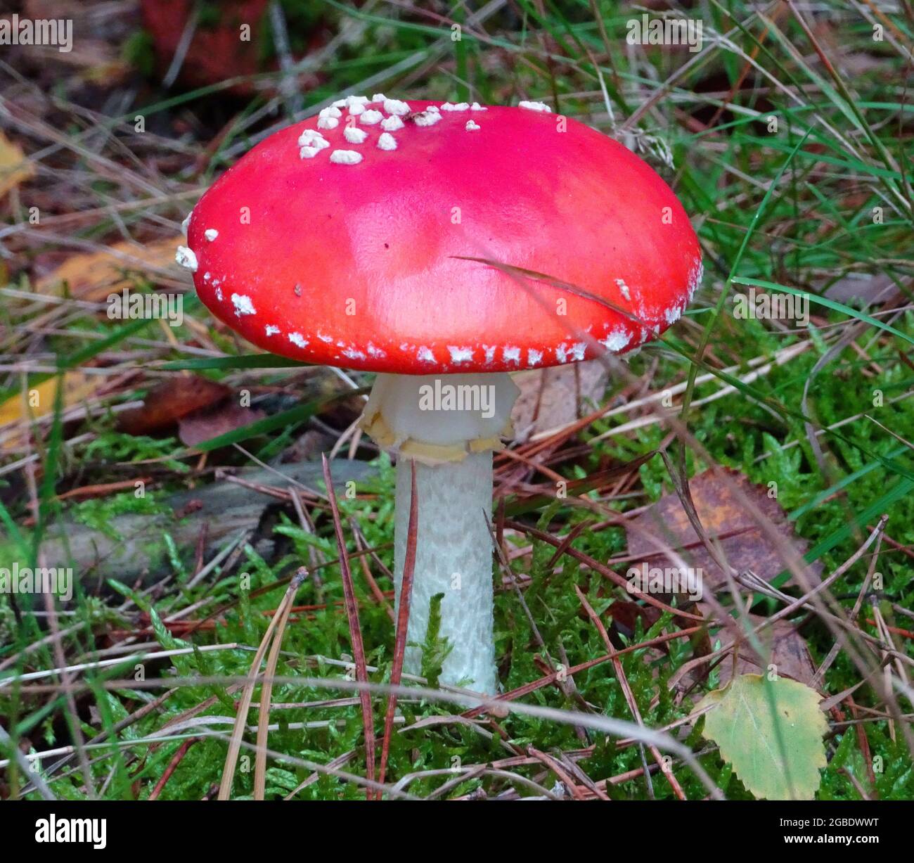 Roter giftiger Pilz mit weißen Punkten im Wald. Ein klares Zeichen des Herbstes Stockfoto