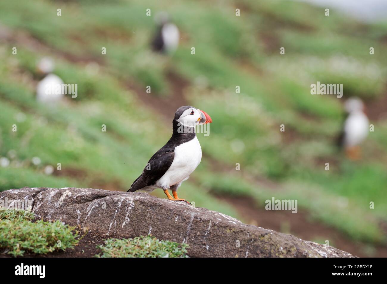 Ein Zirkus von Papageitauchern auf der Isle of May - Schottland, Großbritannien Stockfoto