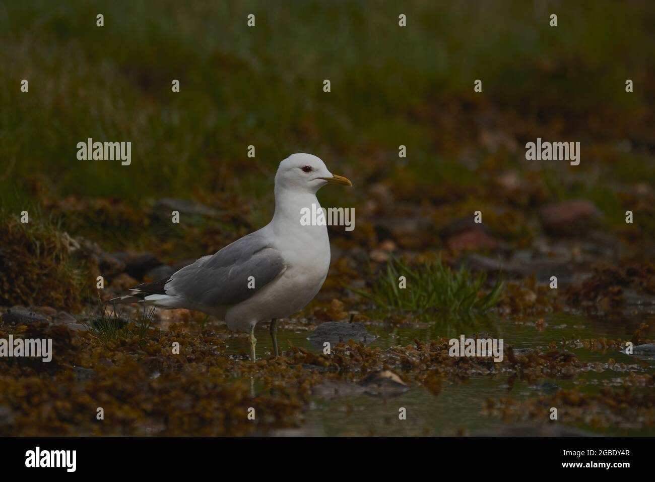 Gemeine Möwe, Larus canus, am Ufer von Gareloch, Argyll, Schottland, Großbritannien Stockfoto