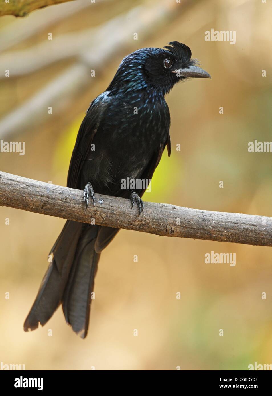 Großschwanziger Drongo (Dicrurus paradiseus paradiseus) Erwachsener, der auf einem Ast thront, verlorene Schläger in der Nähe von Kaeng Krachan, Thailand Februar Stockfoto