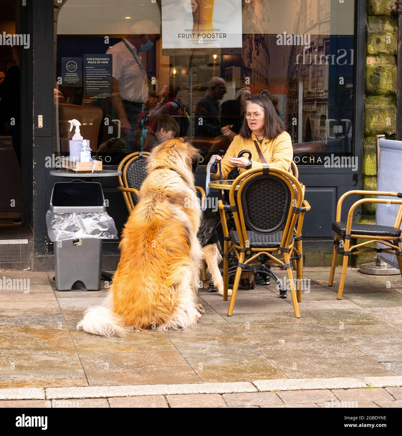 Grosster Hund Stockfotos Und Bilder Kaufen Alamy