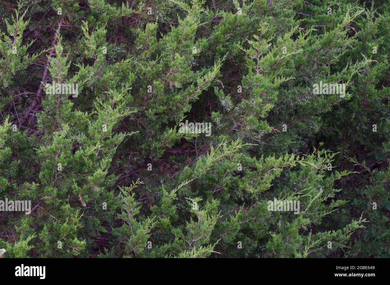 Ostrote Zeder, Juniperus virginiana Stockfoto