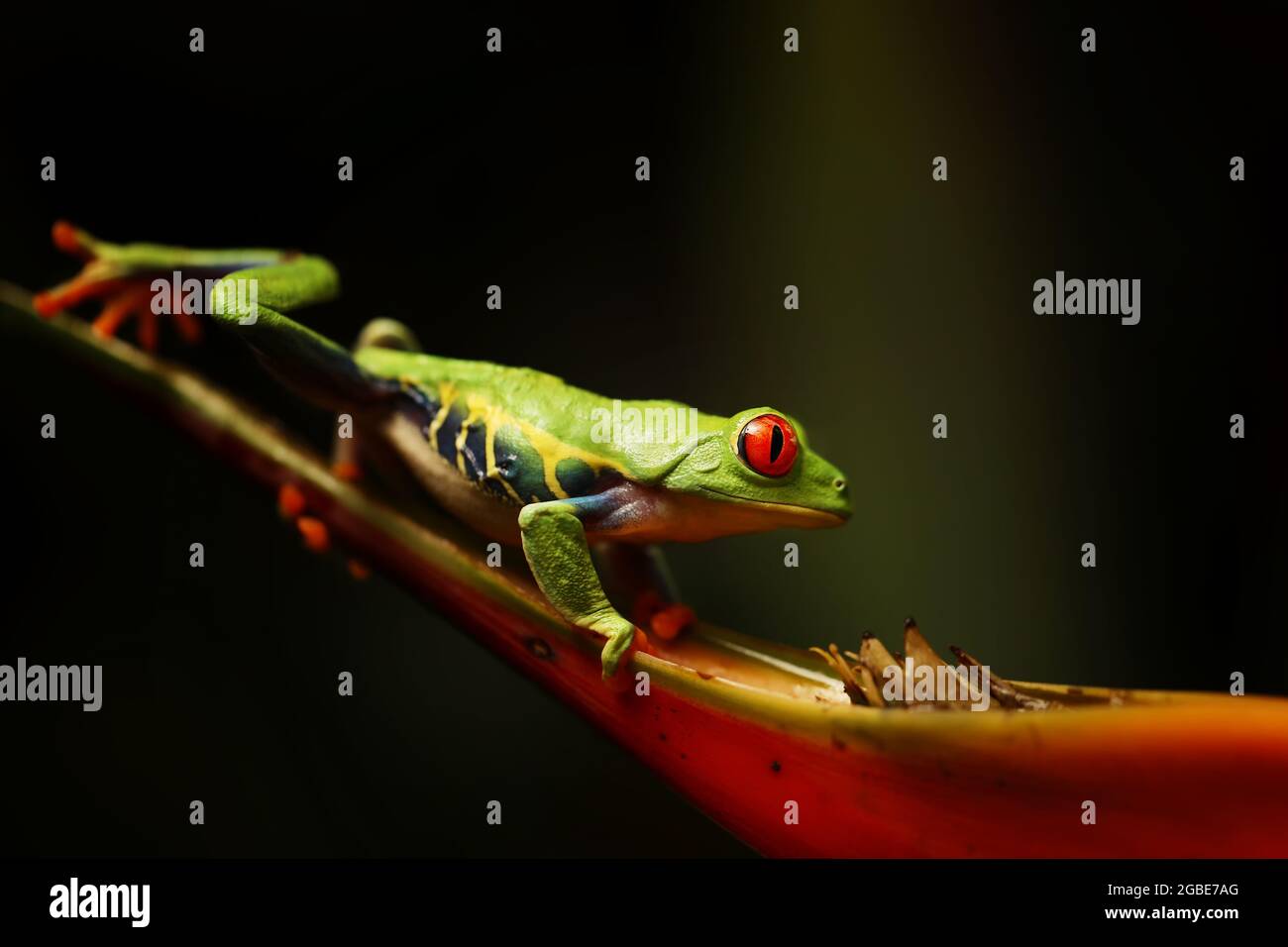 Rote Augen Baumfrosch auf Blume an der Grenze von Panama und Costa Rica im tropischen Regenwald, niedliche Nachttier mit lebendigen Farben und großen Auge, agalychni Stockfoto