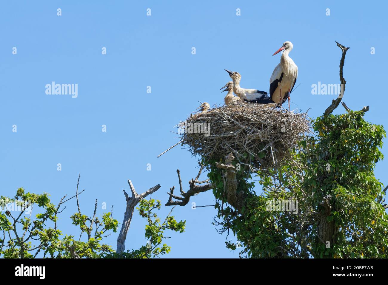 Weißstorch (Ciconia ciconia)-Elternteil, der neben drei großen Küken auf ihrem Nest in einer Eiche steht, Knepp Estate, Sussex, UK, Juni 2021. Stockfoto