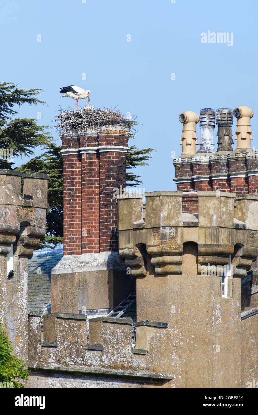 Weißstorch (Ciconia ciconia)-Elternteil füttert eines seiner beiden Küken in einem Nest, das auf den Schornsteinen von Knepp Castle, Sussex, Großbritannien, im Juni gebaut wurde. Stockfoto