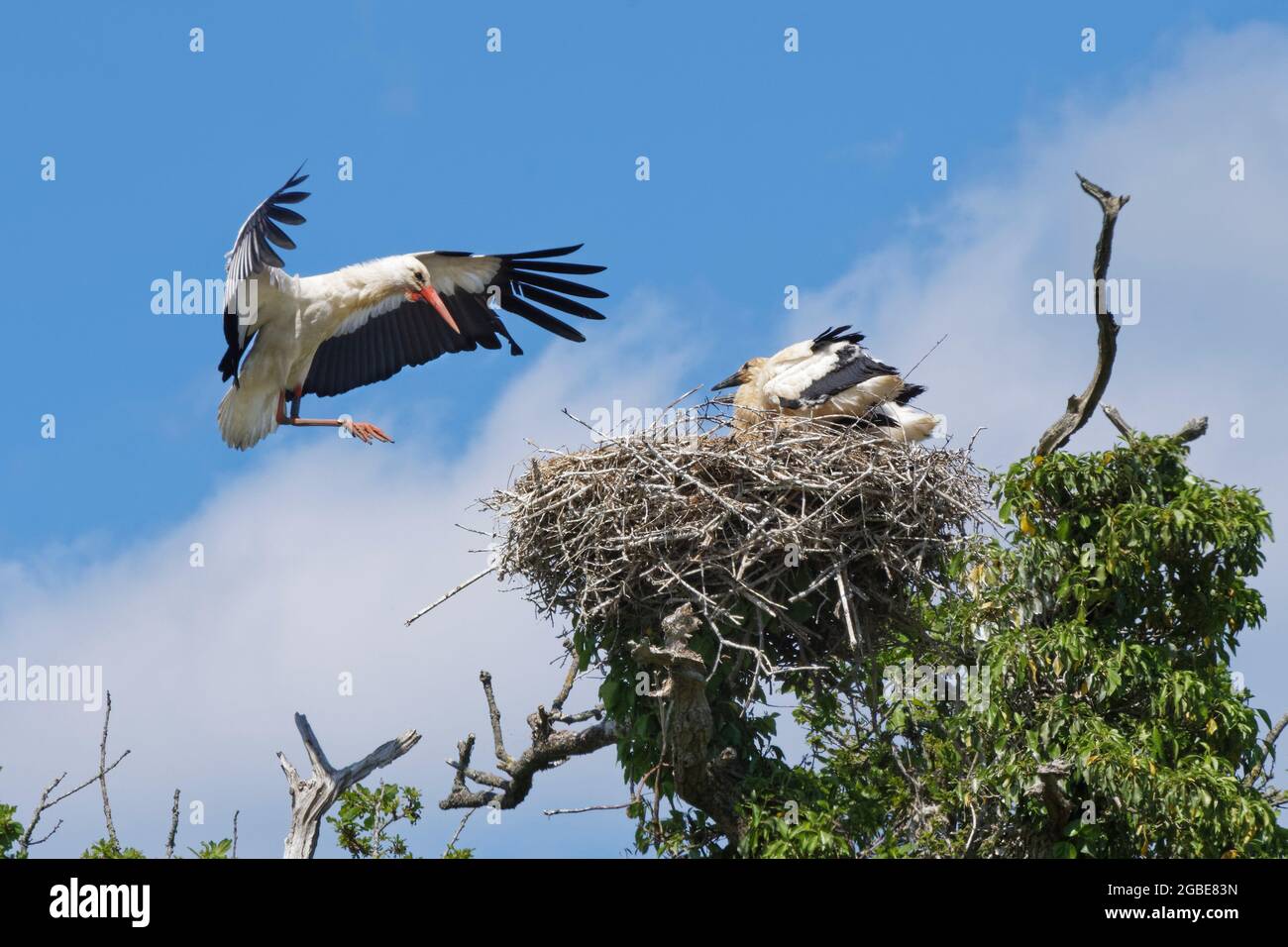Weißstorch (Ciconia ciconia)-Elternteil, der in einer Eiche zurück zu seinem Nest fliegt, um drei große Küken zu füttern, Knepp Estate, Sussex, Großbritannien, Juni 2021. Stockfoto