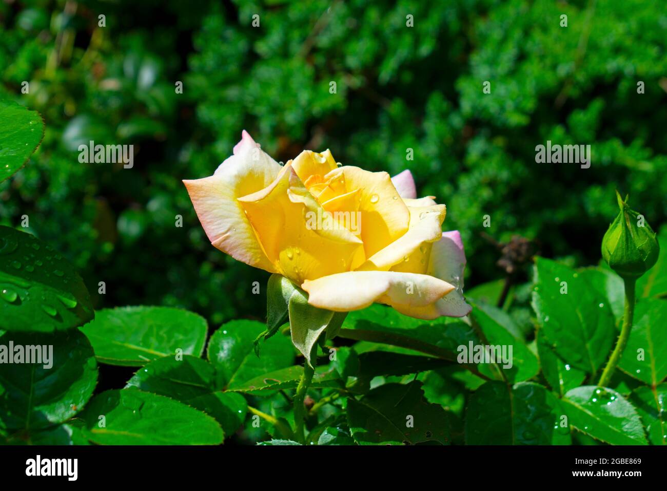 Einzelne große Rose mit mehrfarbigen Blütenblättern auf einem verschwommenen dunkelgrünen Hintergrund -01 Stockfoto