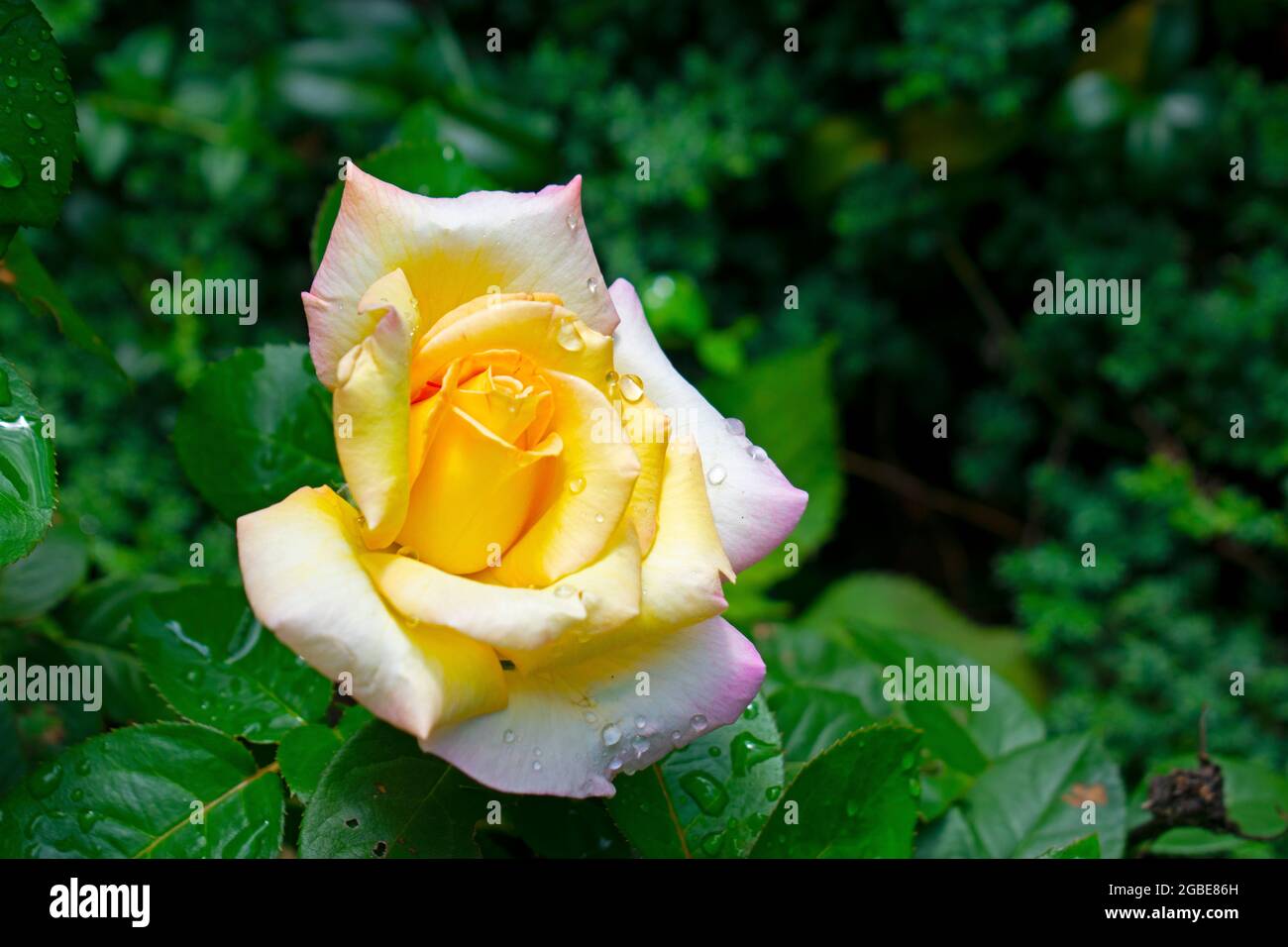 Einzelne große Rose mit mehrfarbigen Blütenblättern auf einem verschwommenen dunkelgrünen Hintergrund -02 Stockfoto