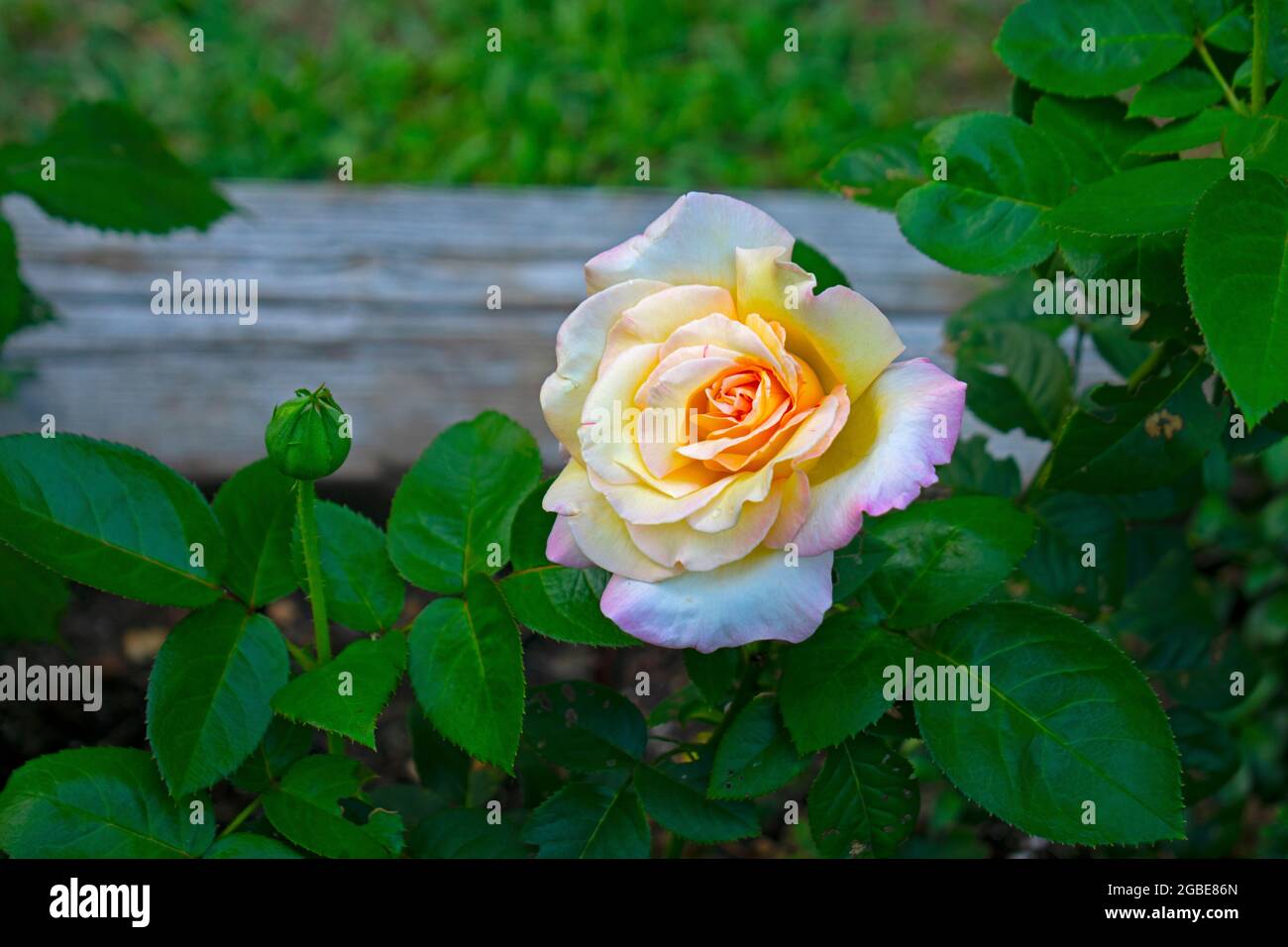 Einzelne große Rose mit mehrfarbigen Blütenblättern auf einem verschwommenen dunkelgrünen Hintergrund -03 Stockfoto