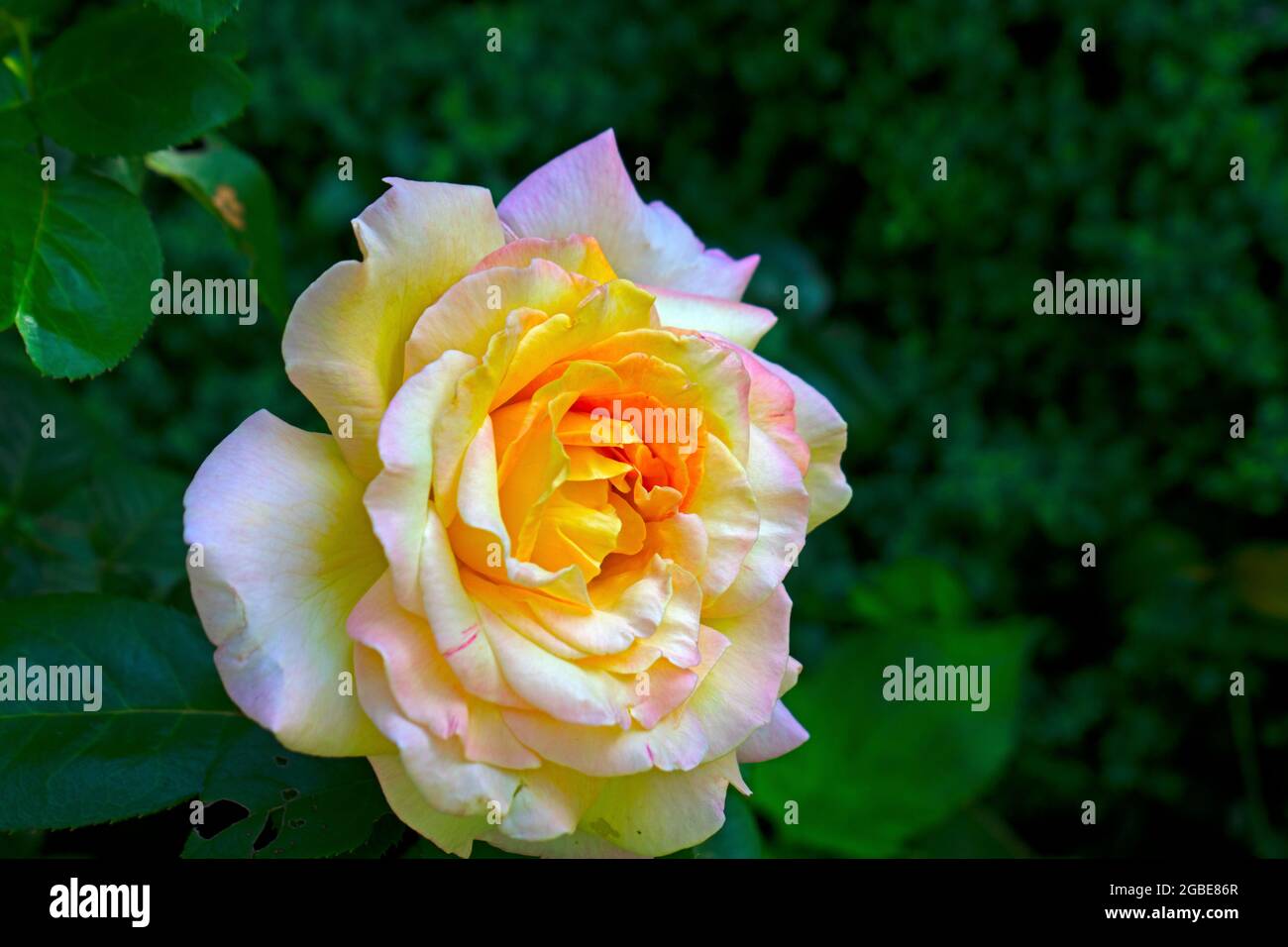 Einzelne große Rose mit mehrfarbigen Blütenblättern auf einem verschwommenen dunkelgrünen Hintergrund -04 Stockfoto