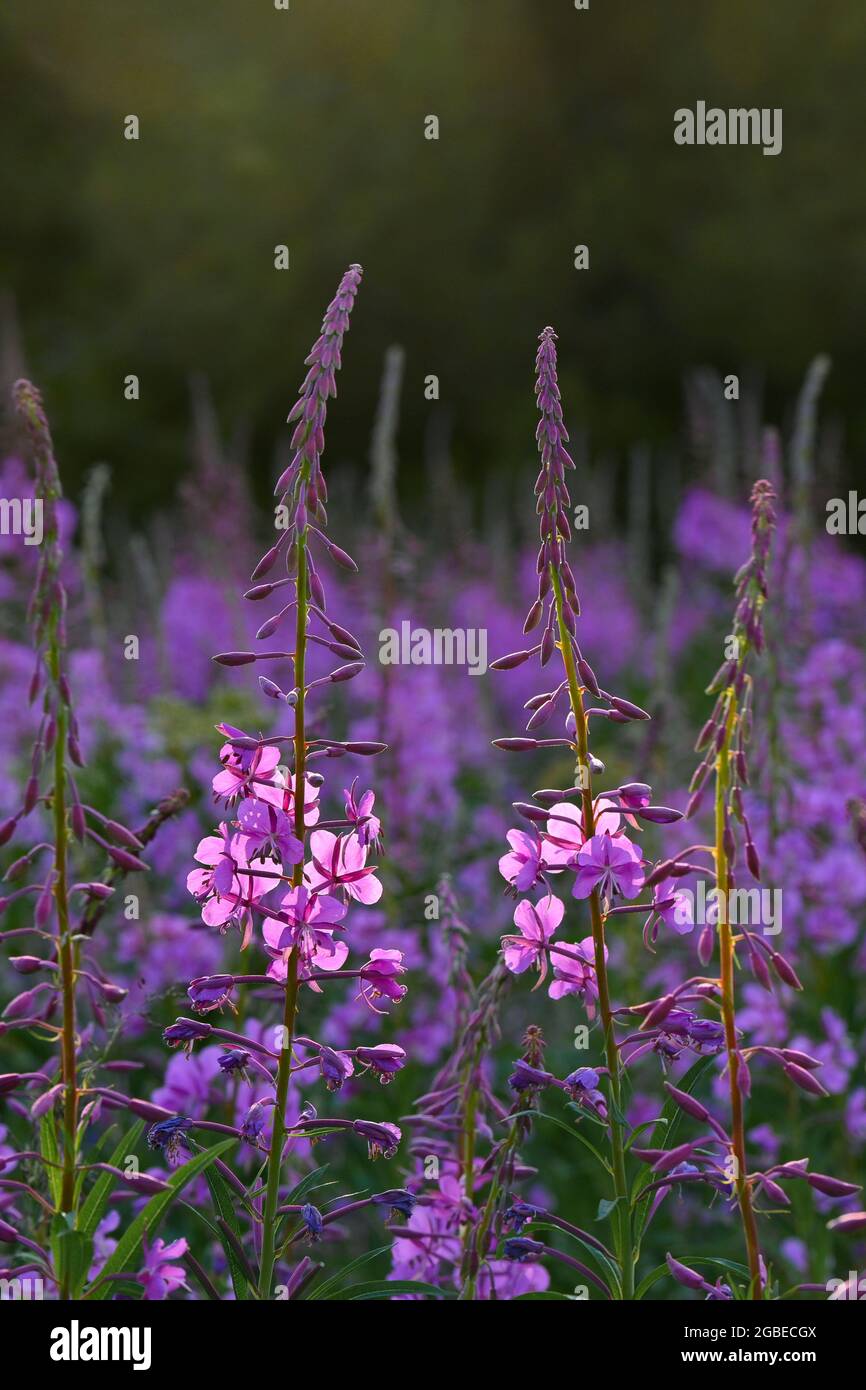 Fireweed Flowers, Wells Gray Provincial Park, British Columbia, Kanada Stockfoto