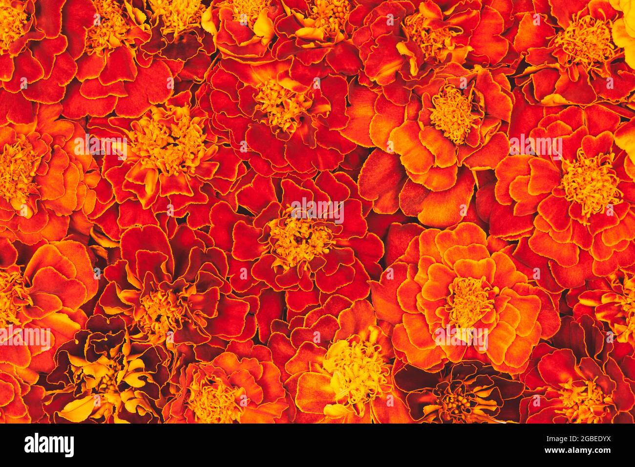 Orange und dunkelrot blühenden Ringelblumen Hintergrund Stockfoto