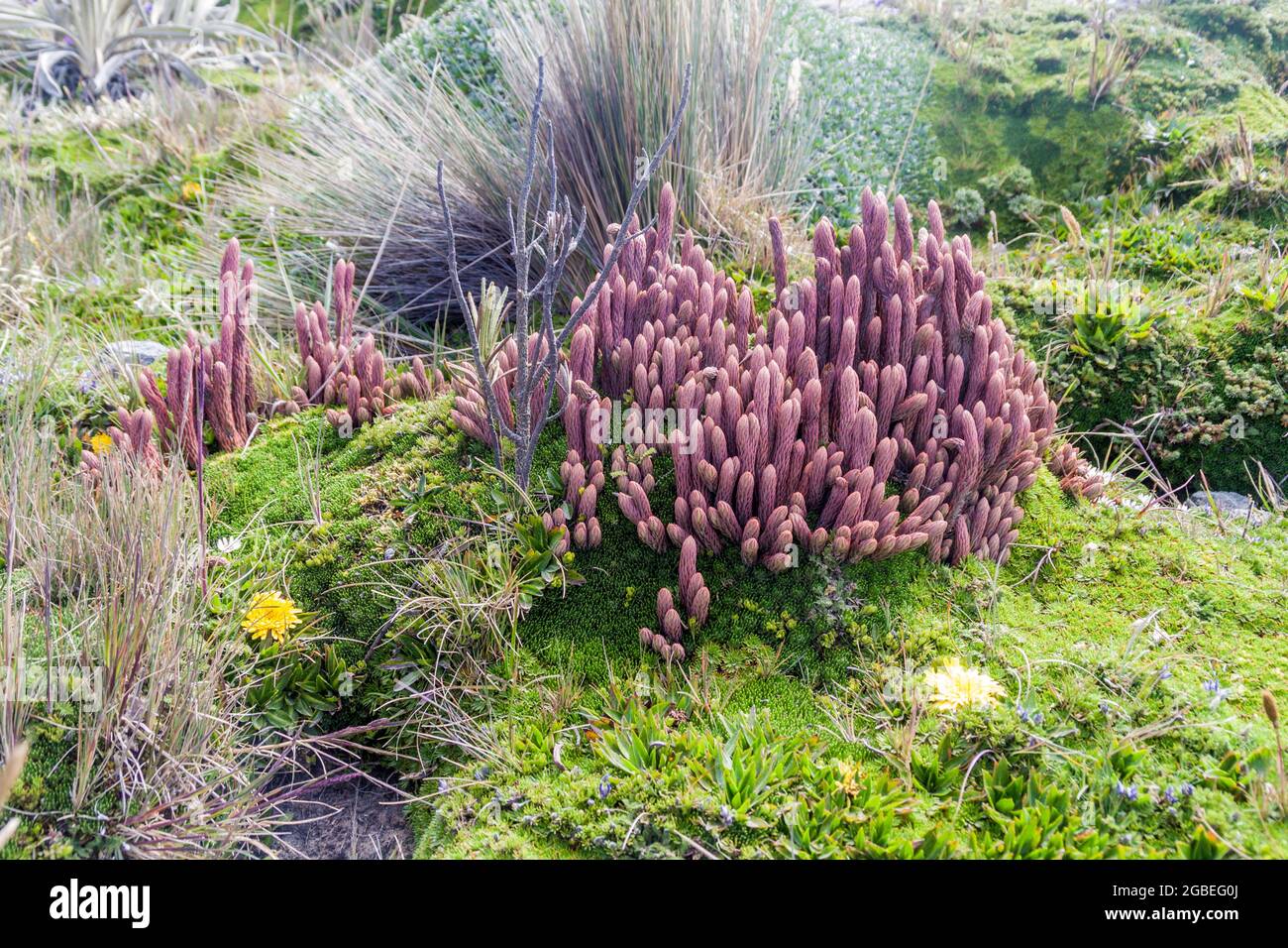 Pflanzen des Paramo Ökosystems, Ecuador Stockfoto
