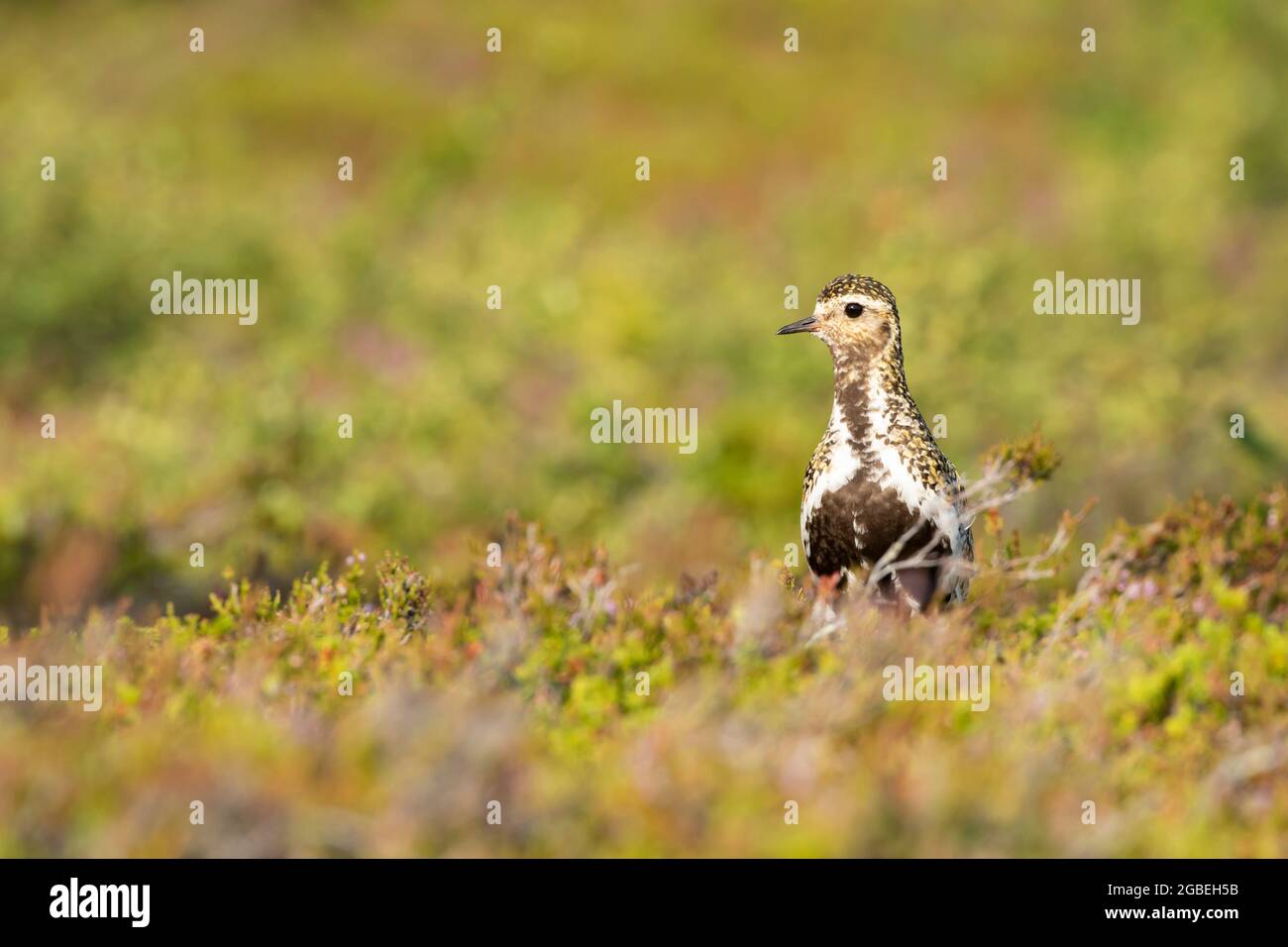 Der wunderschöne europäische Goldpfeister Pluvialis apricaria steht in seinem farbenfrohen Lebensraum in der finnischen Wildnis im Riisitunturi-Nationalpark in Finnland Stockfoto