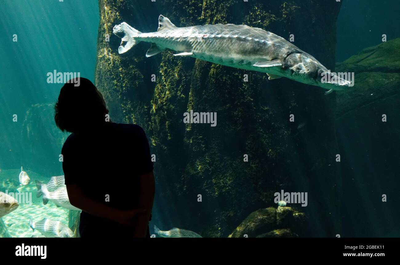 Eine Silhouette eines kleinen Jungen (9 Jahre), der einen Stör in einem Aquarium betrachtet Stockfoto