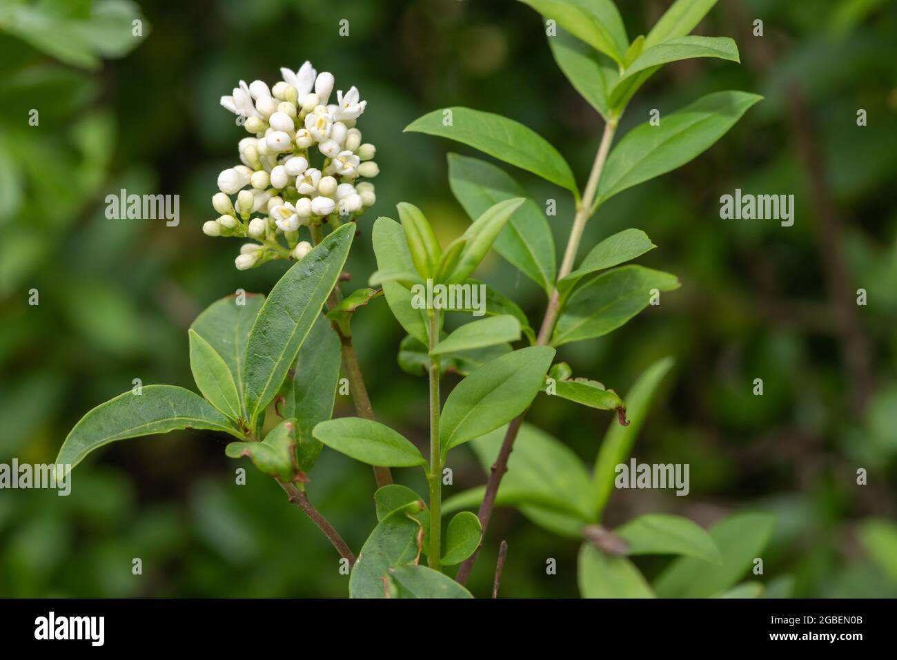 Nahaufnahme von Blumen auf einer wilden Gehölzpflanze (Ligustrum vulgare) Stockfoto