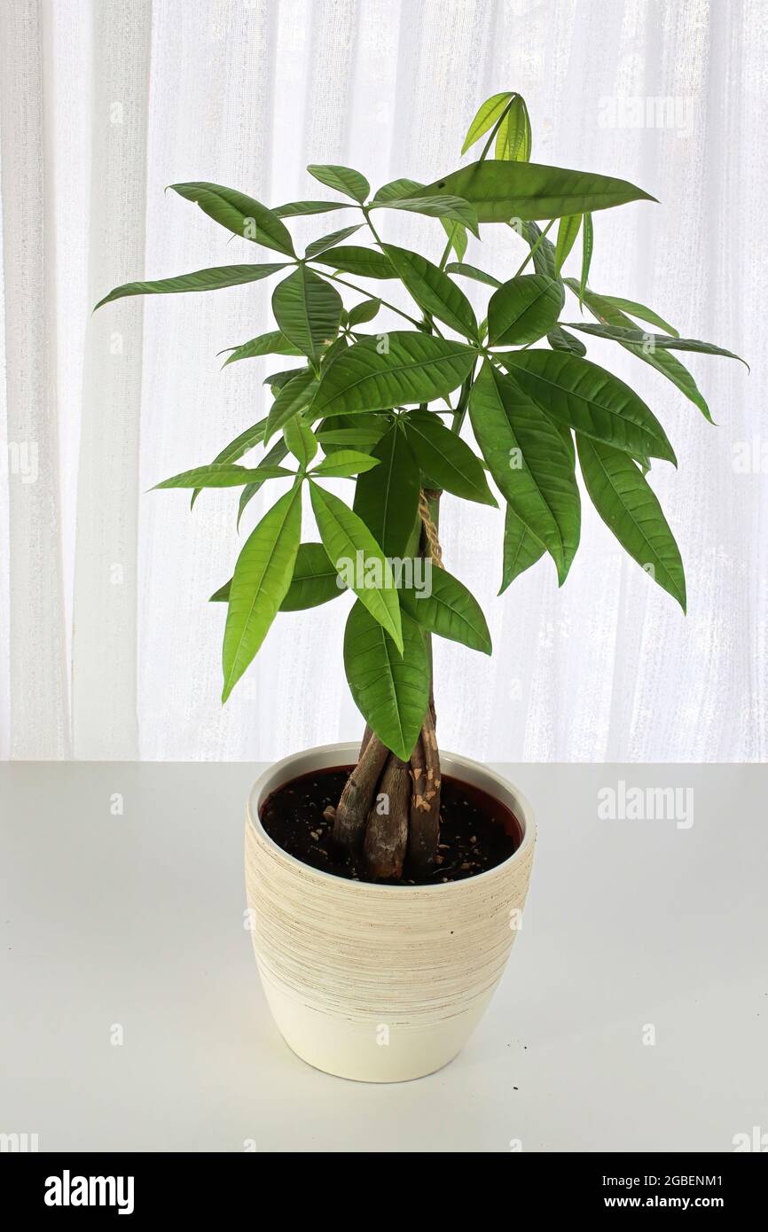 Eine Geldbaum-Pflanze gegen einen weißen Vorhang Stockfoto