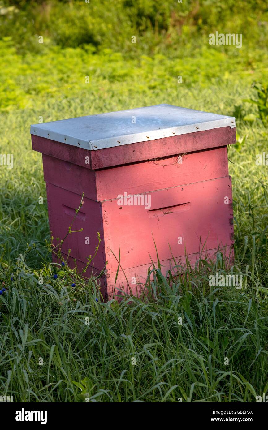 Bienenstöcke, kommerziell, Sommer, Michigan, USA, Von James D. Coppinger/Dembinsky Photo Assoc Stockfoto